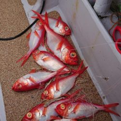 金沢八景鴨下丸 釣果