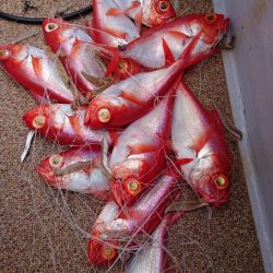 金沢八景鴨下丸 釣果