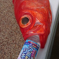 金沢八景鴨下丸 釣果