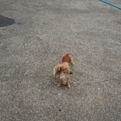 金沢八景鴨下丸 釣果