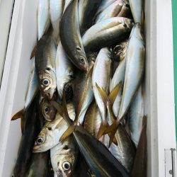 金沢八景鴨下丸 釣果