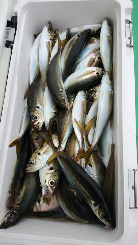 金沢八景鴨下丸 釣果