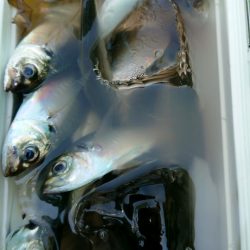 金沢八景鴨下丸 釣果