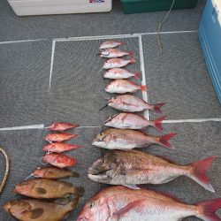 ARCADIAⅡ (アルカディアⅡ) 釣果