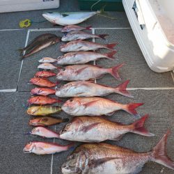 ARCADIAⅡ (アルカディアⅡ) 釣果