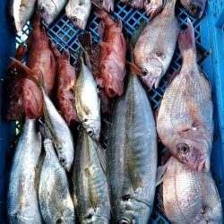 小島丸 釣果