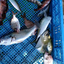 小島丸 釣果