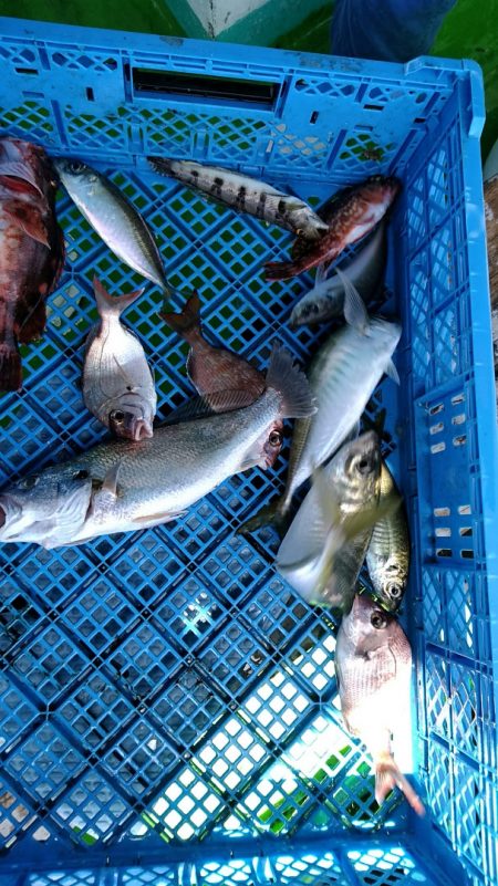 小島丸 釣果