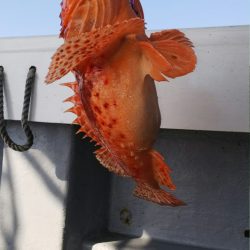 第二龍勢丸 釣果