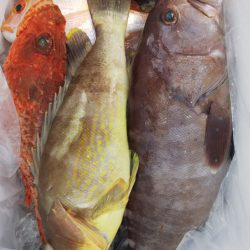 第二龍勢丸 釣果