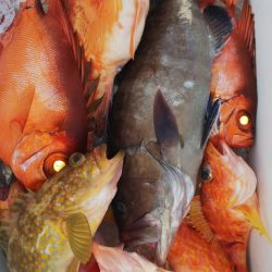 第二龍勢丸 釣果