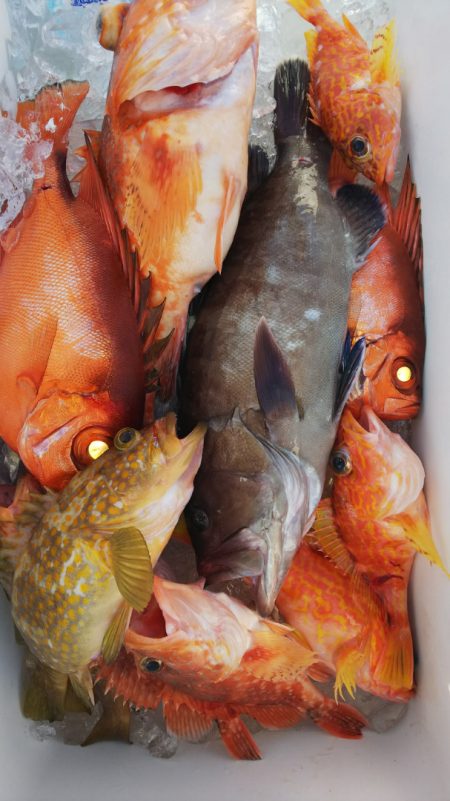 第二龍勢丸 釣果