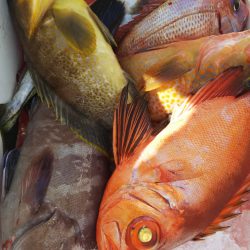 第二龍勢丸 釣果