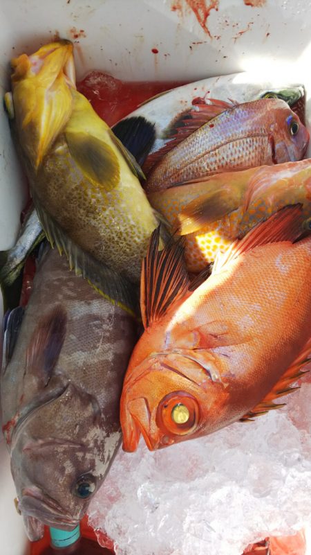 第二龍勢丸 釣果