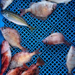 小島丸 釣果