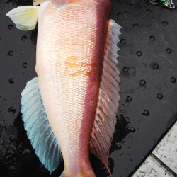 第二龍勢丸 釣果