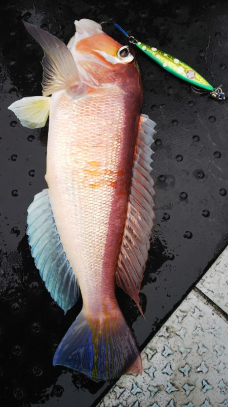 第二龍勢丸 釣果