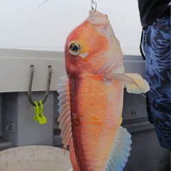 第二龍勢丸 釣果