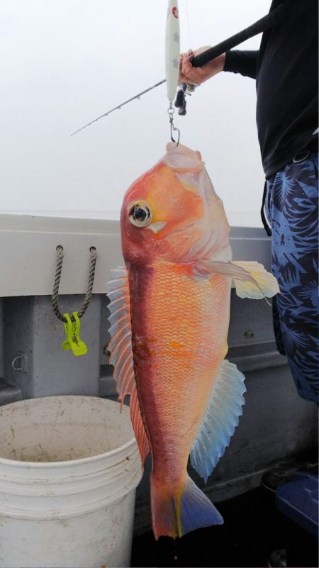 第二龍勢丸 釣果