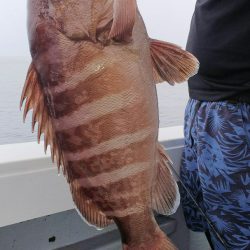 第二龍勢丸 釣果