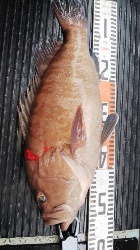 第二龍勢丸 釣果