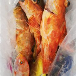 第二龍勢丸 釣果