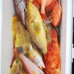 第二龍勢丸 釣果