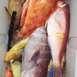 第二龍勢丸 釣果