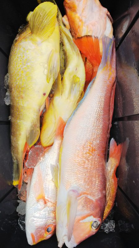 第二龍勢丸 釣果