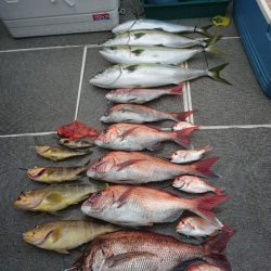 ARCADIAⅡ (アルカディアⅡ) 釣果