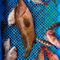 小島丸 釣果