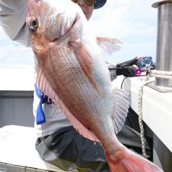 だて丸 釣果