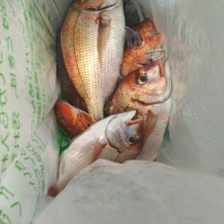 ブルドック 釣果