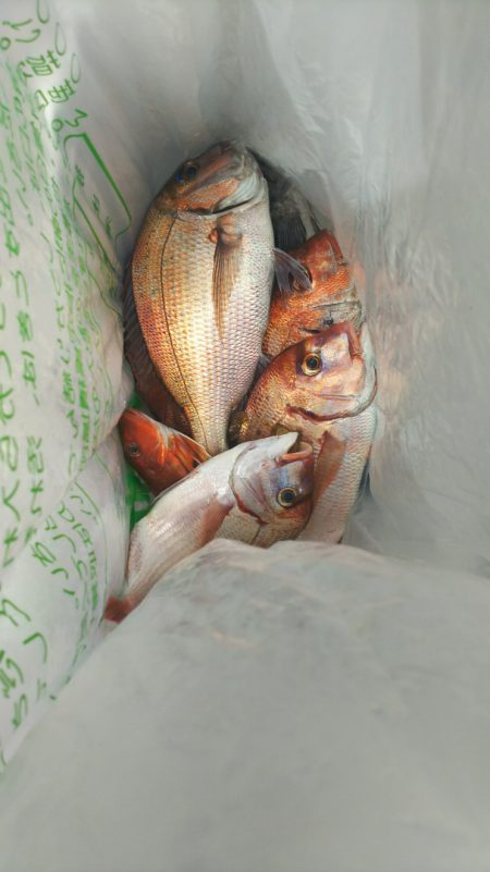 ブルドック 釣果