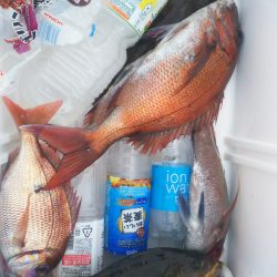 ブルドック 釣果