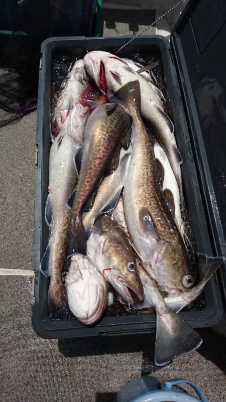 ARCADIAⅡ (アルカディアⅡ) 釣果