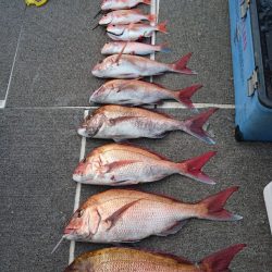 ARCADIAⅡ (アルカディアⅡ) 釣果