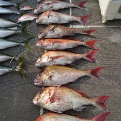 ARCADIAⅡ （アルカディアⅡ） 釣果