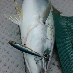 鷹王丸 釣果