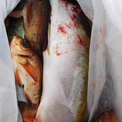 第二龍勢丸 釣果