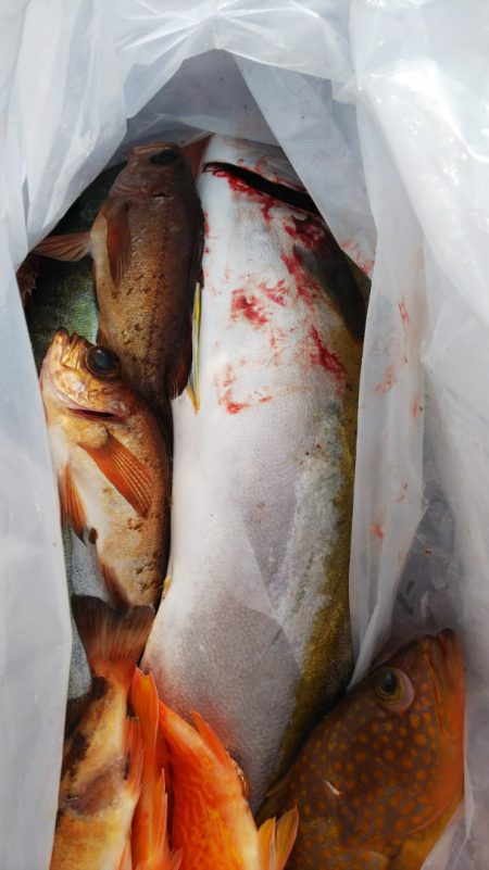 第二龍勢丸 釣果