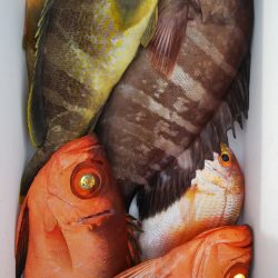 第二龍勢丸 釣果