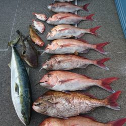 ARCADIAⅡ (アルカディアⅡ) 釣果