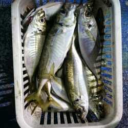 海龍丸(石川) 釣果