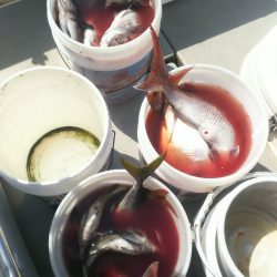 ブルドック 釣果