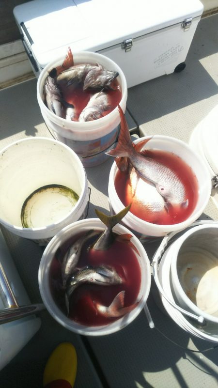 ブルドック 釣果