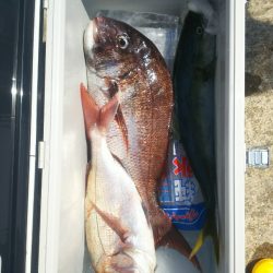 ブルドック 釣果