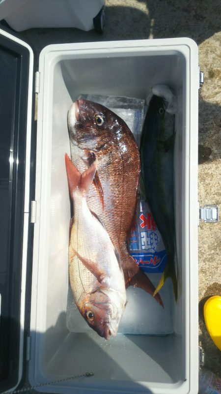 ブルドック 釣果