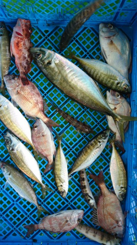 小島丸 釣果