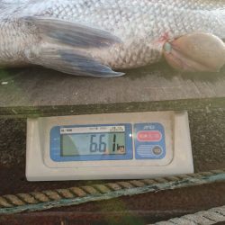 ARCADIAⅡ (アルカディアⅡ) 釣果